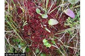 Attēlu rezultāti vaicājumam “Sphagnum warnstorfii”