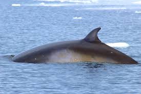 Image result for Balaenoptera bonaerensis