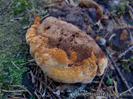 Attēlu rezultāti vaicājumam “Gloeophyllum odoratum”