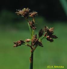 Attēlu rezultāti vaicājumam “Schoenoplectus lacustris subsp. lacustris”