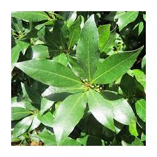 Attēlu rezultāti vaicājumam “Oenothera rubricauli leaf”