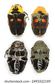 Attēlu rezultāti vaicājumam “Hylastes sp.”