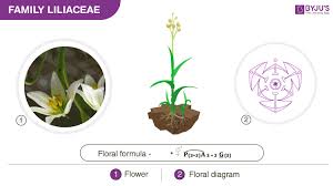 Attēlu rezultāti vaicājumam “Liliaceae”