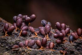 Attēlu rezultāti vaicājumam “Stemonitis herbatica macro”