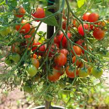 Afbeeldingsresultaat voor rose quartz tomato