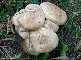 Attēlu rezultāti vaicājumam “Clitocybe nebularis”