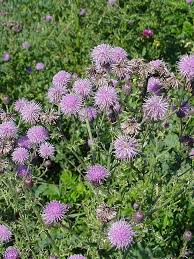 Attēlu rezultāti vaicājumam “Cirsium x rigens”