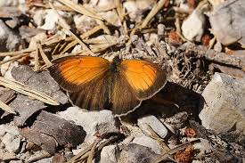 Attēlu rezultāti vaicājumam “Coenonympha hero underside”