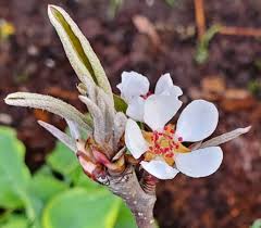 Attēlu rezultāti vaicājumam “Cydonia oblonga flower”
