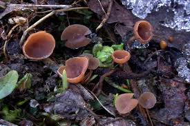 Attēlu rezultāti vaicājumam “Ciboria amentacea”