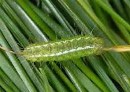 Attēlu rezultāti vaicājumam “Rivula sericealis”