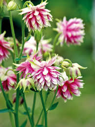 Image result for Akelei