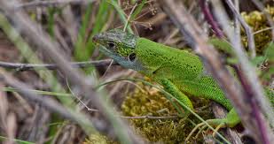 Attēlu rezultāti vaicājumam “Sauria”