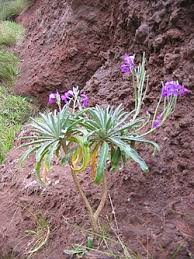 Image result for Levkoje