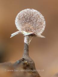 Attēlu rezultāti vaicājumam “Lamproderma violaceum”