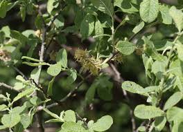 Attēlu rezultāti vaicājumam “Salix aurita”
