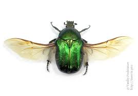 Attēlu rezultāti vaicājumam “Cetonia aurata”