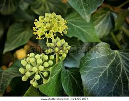 Attēlu rezultāti vaicājumam “Hedera helix  flower”
