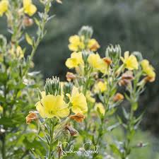 Image result for Oenothera biennis