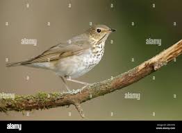 Image result for Catharus ustulatus