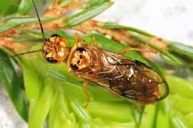 Attēlu rezultāti vaicājumam “Pamphiliidae”