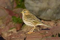 Attēlu rezultāti vaicājumam “Motacillidae”