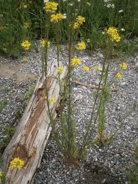 Attēlu rezultāti vaicājumam “Erysimum hieracifolium flower”