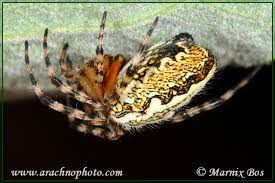 Attēlu rezultāti vaicājumam “Aculepeira ceropegia”