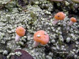 Attēlu rezultāti vaicājumam “Dibaeis baeomyces”