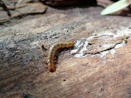 Attēlu rezultāti vaicājumam “Cucujus cinnaberinus larva”
