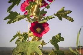 Attēlu rezultāti vaicājumam “Alcea rosea leaf”