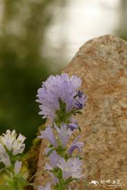 Image result for Campanula moesiaca