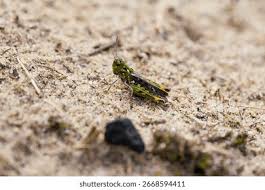 Attēlu rezultāti vaicājumam “Myrmeleotettix maculatus”