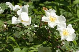 Image result for Rosengewächse