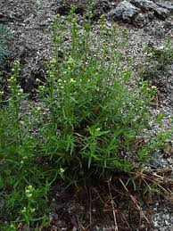 Attēlu rezultāti vaicājumam “Galium boreale bud”