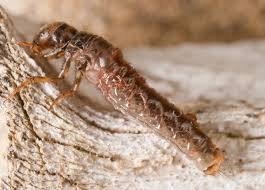 Attēlu rezultāti vaicājumam “Limnephilus larva”