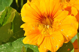 Attēlu rezultāti vaicājumam “Tropaeolaceae”