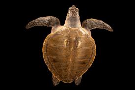 Image result for Lepidochelys olivacea