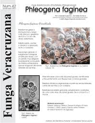 Attēlu rezultāti vaicājumam “Phleogena faginea”