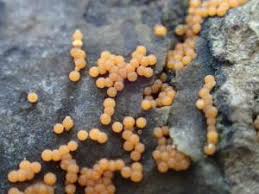 Attēlu rezultāti vaicājumam “Nectriopsis violacea”