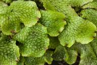 Attēlu rezultāti vaicājumam “Preissia quadrata”