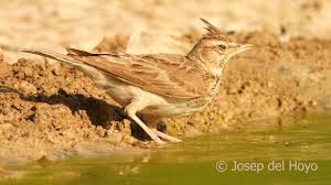 Attēlu rezultāti vaicājumam “Galerida cristata adult”