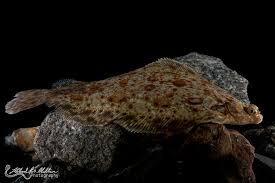 Image result for Microstomus kitt