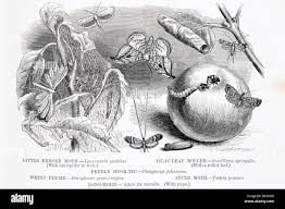 Attēlu rezultāti vaicājumam “Platyptilia gonodactyla imago”