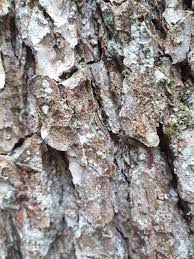 Attēlu rezultāti vaicājumam “Arthonia vinosa”