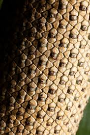 Attēlu rezultāti vaicājumam “macro”