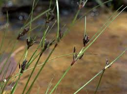 Attēlu rezultāti vaicājumam “Schoenus ferrugineus flower”