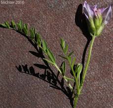 Attēlu rezultāti vaicājumam “Astragalus danicus leaf”