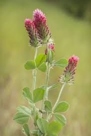 Image result for Trifolium incarnatum