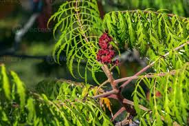Attēlu rezultāti vaicājumam “Rhus typhina leaf”